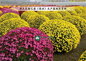 造型菊基地之菊花造型服務